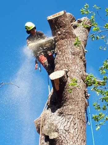 Abattage d'arbres