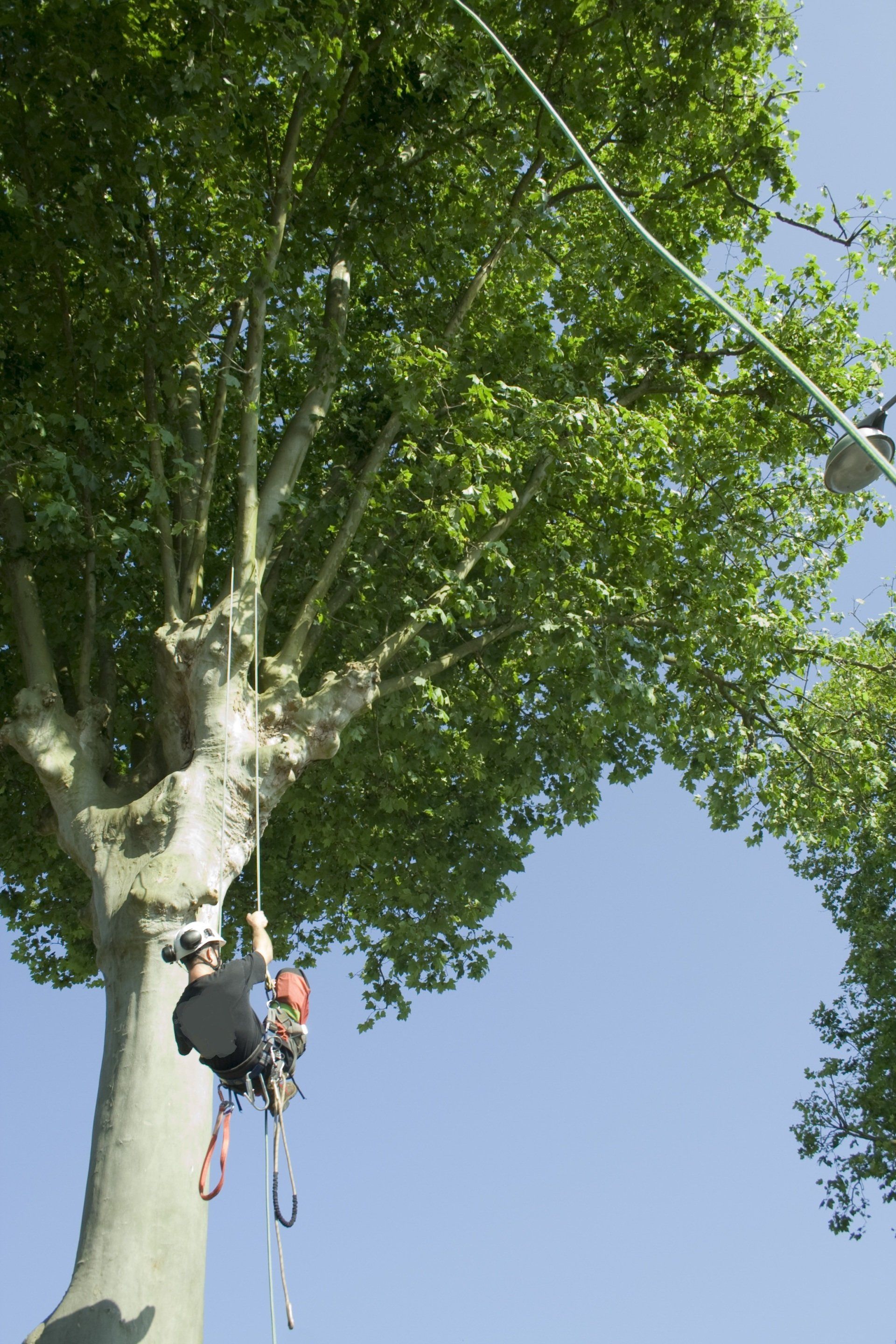 Arboriste gripmpeur en action