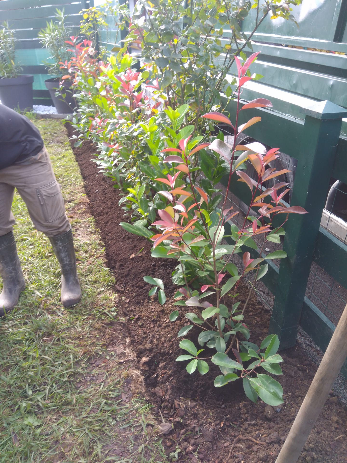 Plantation de photinias