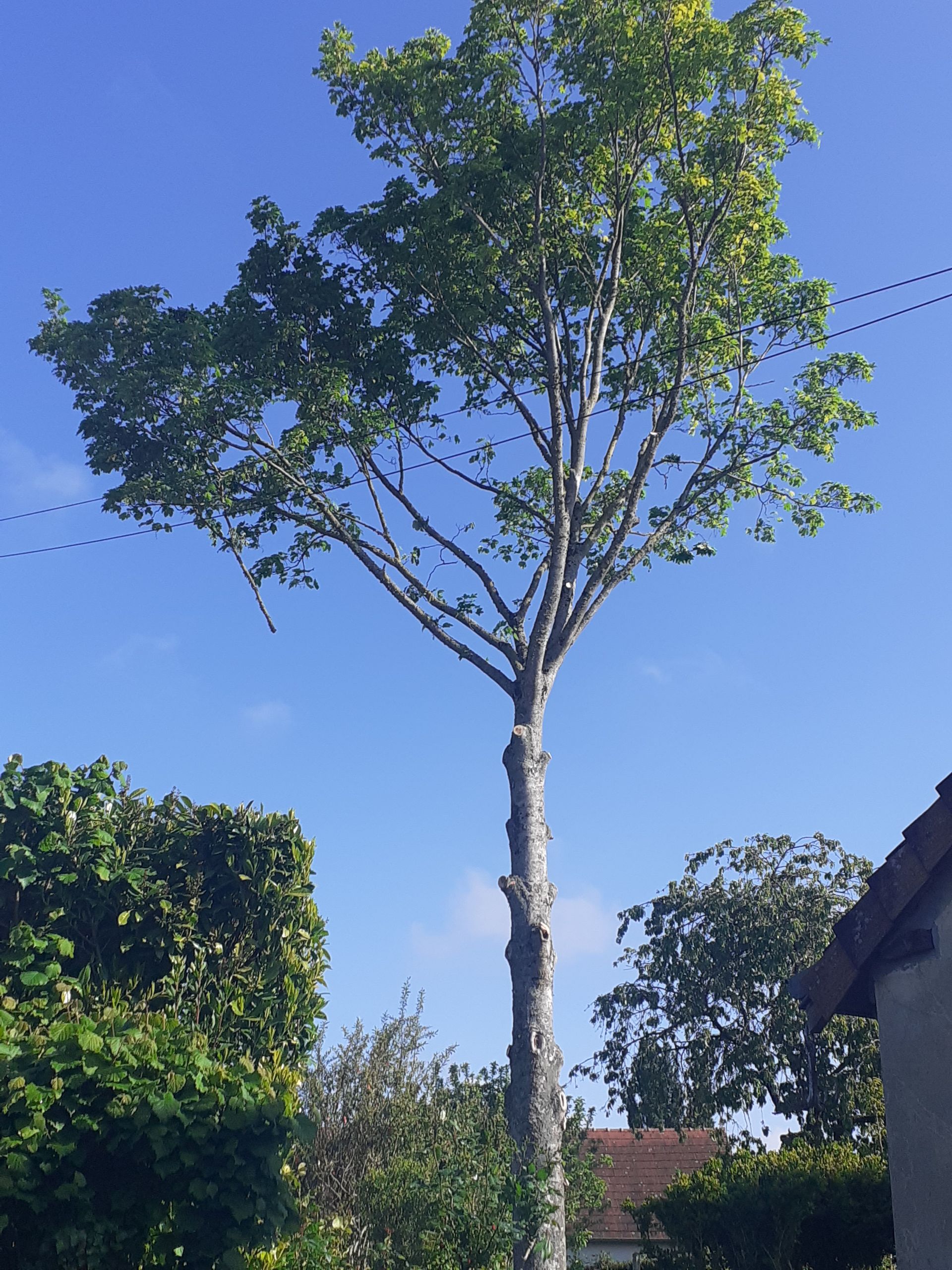 Éclaircie d'un frêne commun