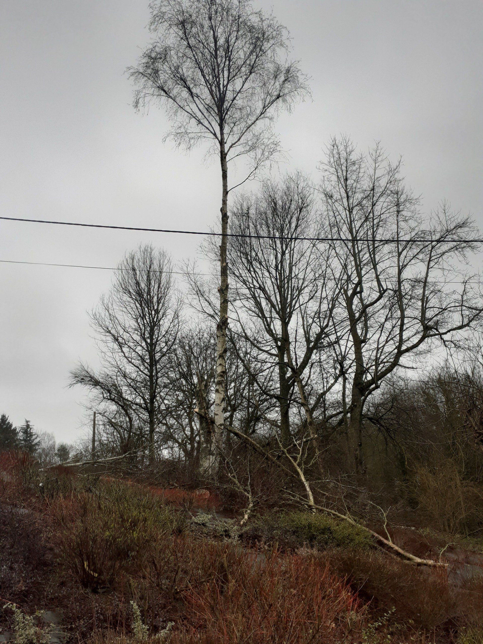 Abattage par démontage d'un bouleau