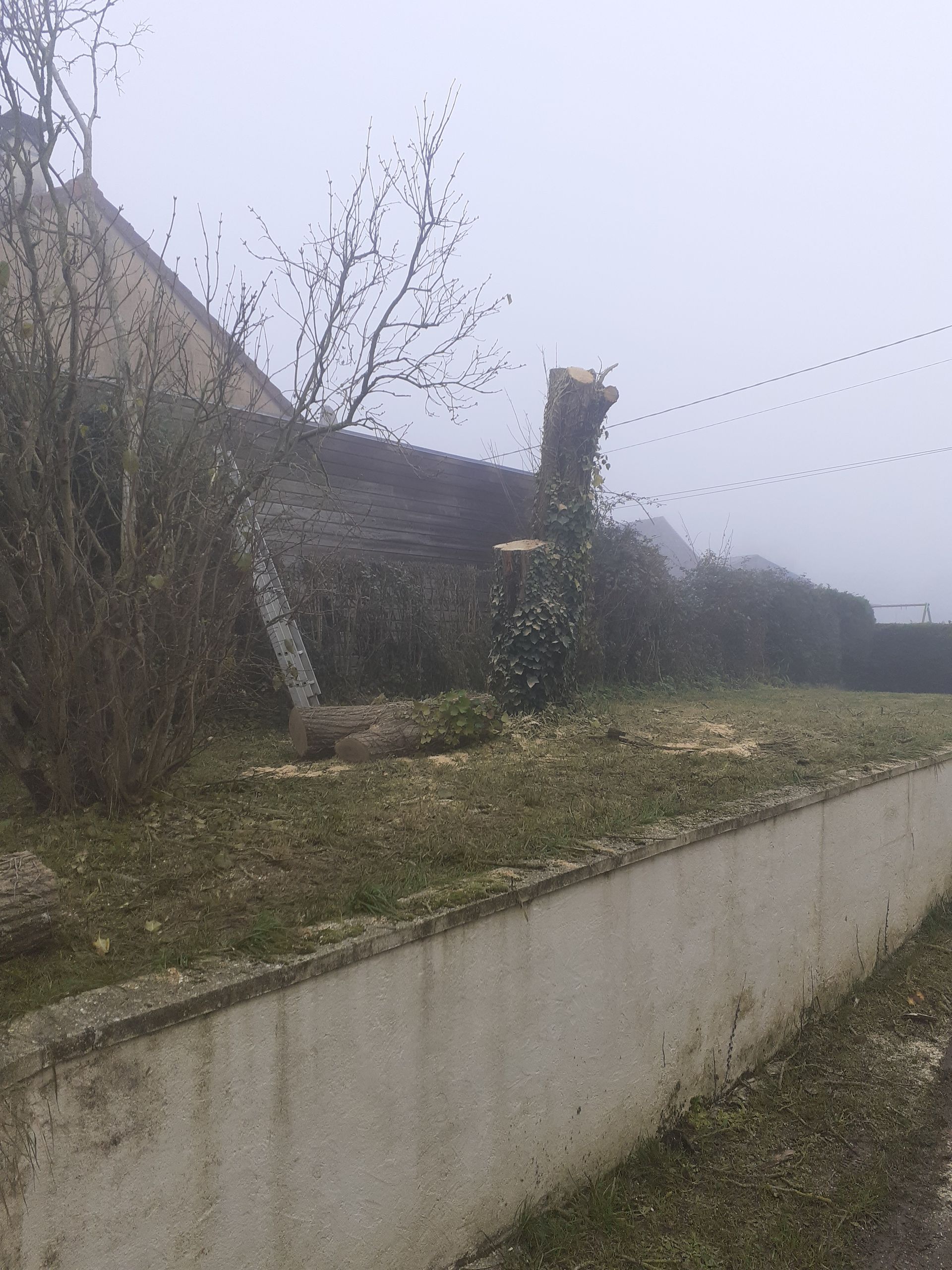 Abattage de deux arbres gênants