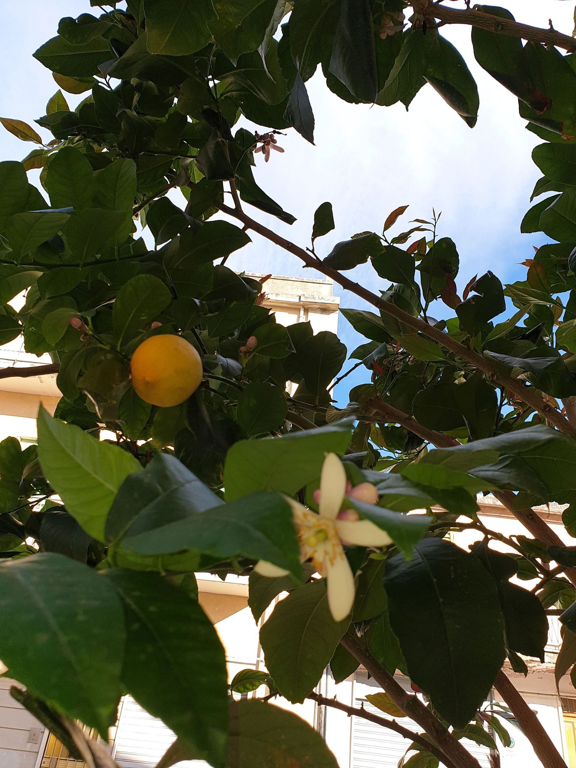 Zitronenbaum - Ferienhaus - Kreuzlingen - Shiatsu Munafo