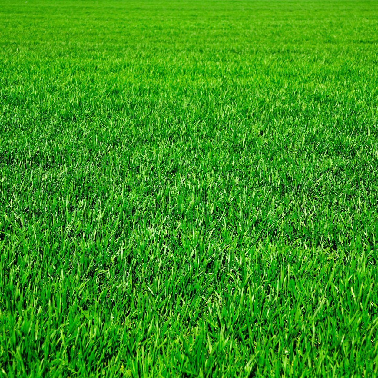 Engazonnement De Jardins Ou D'espaces Verts à Limoges