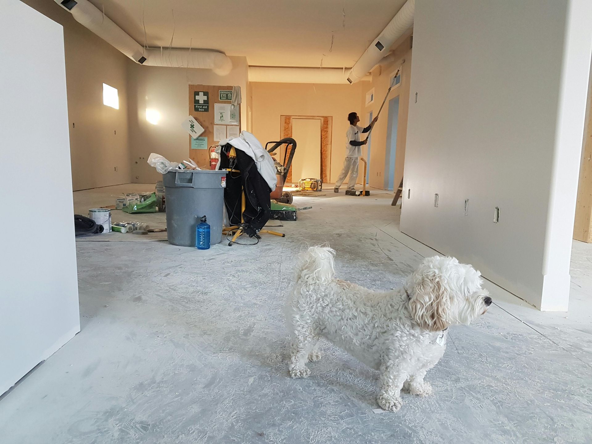 Un chien blanc regarde une personne peindre une pièce intérieure en cours de rénovation ; débris et poubelles éparpillés.