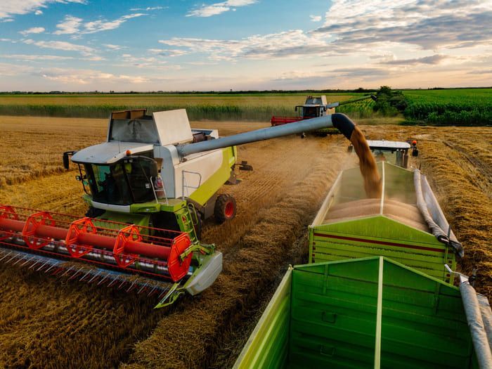 Moissonneuse-batteuse récoltant du blé et déposant les grains dans une remorque verte dans un champ ensoleillé.