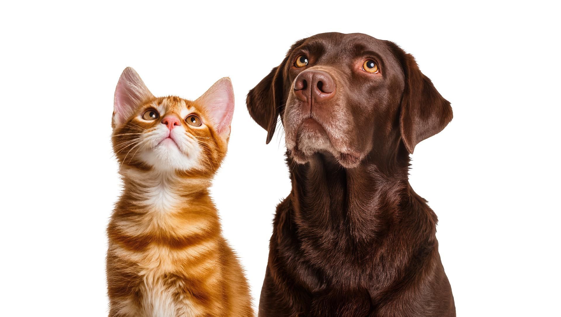 Eine orangefarbene Tigerkatze und ein brauner Hund sitzen nebeneinander vor einem weißen Hintergrund.