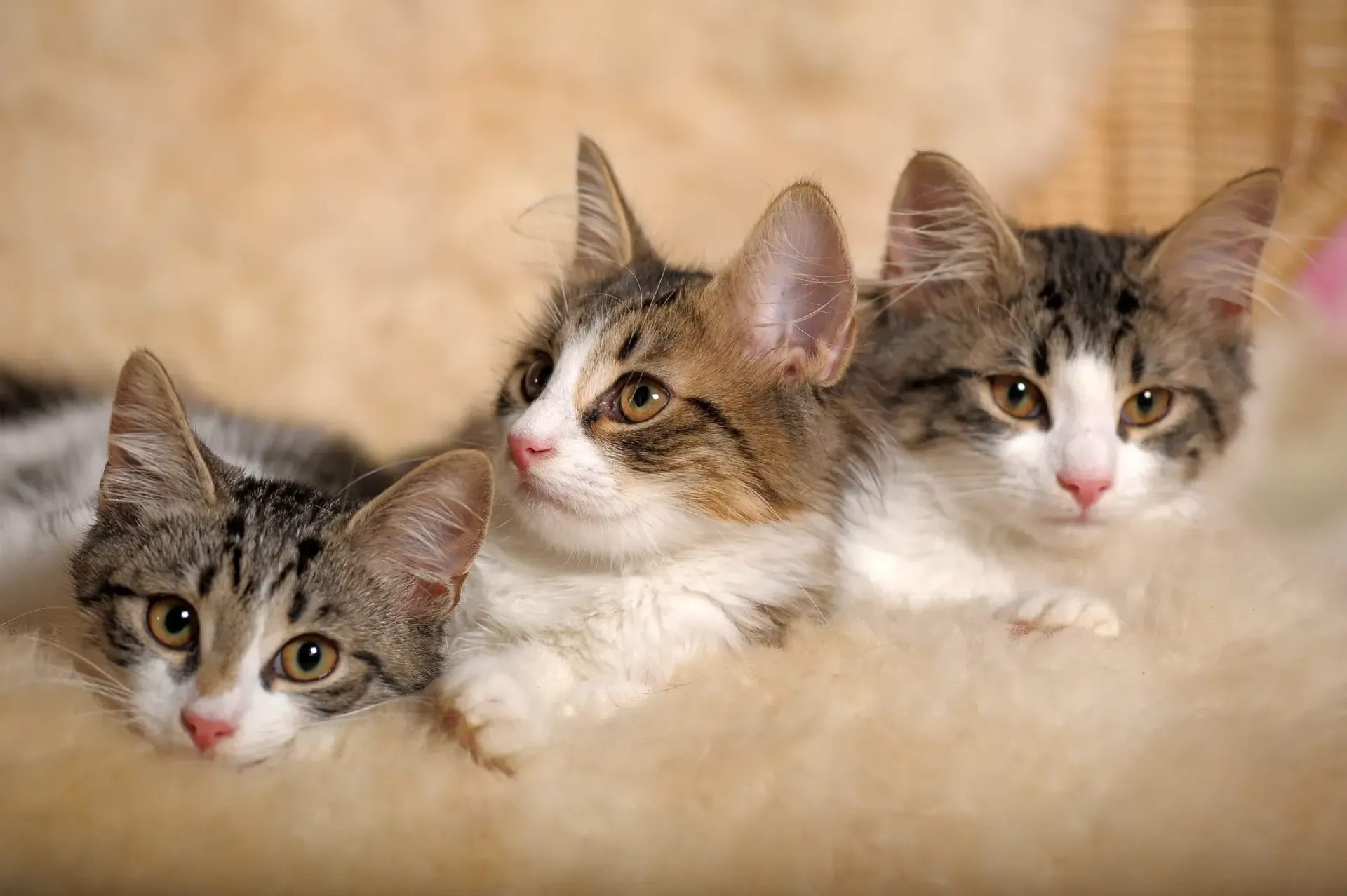 Tres gatitos están acostados uno al lado del otro sobre una manta y miran a la cámara.