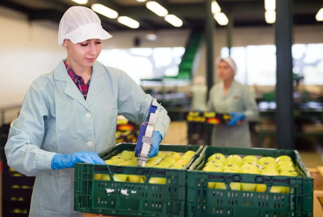 Una mujer está llenando una caja con manzanas en una fábrica.