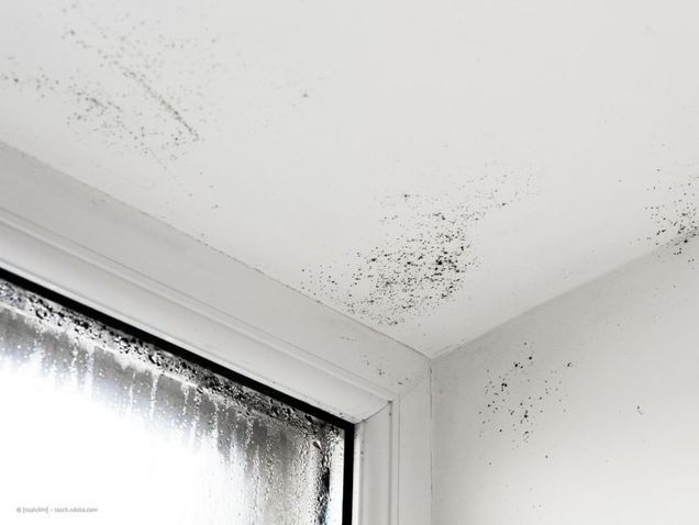 Schimmelpilz an der Innenwand