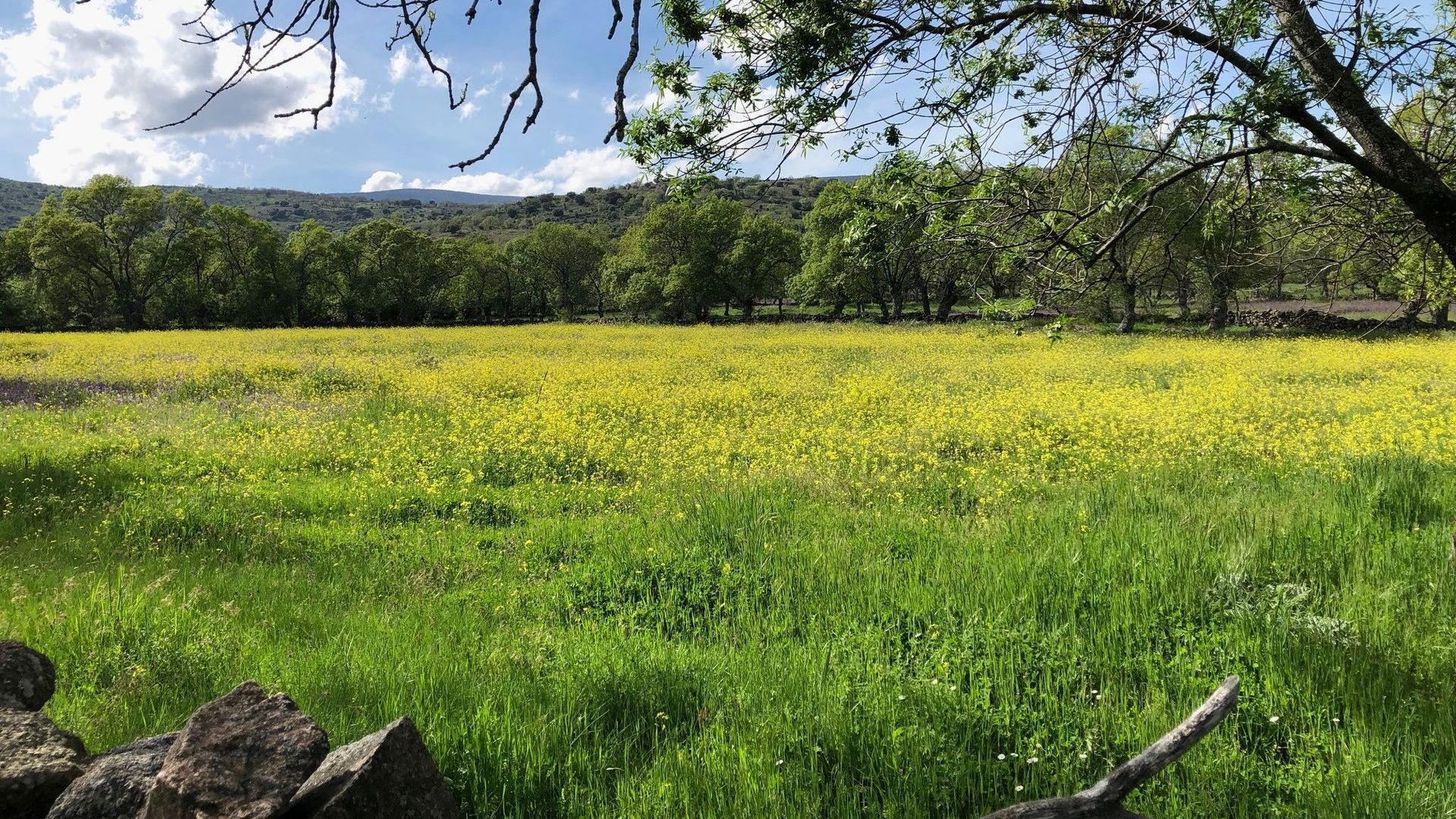 Un campo de flores amarillas con árboles al fondo y un muro de piedra en primer plano.