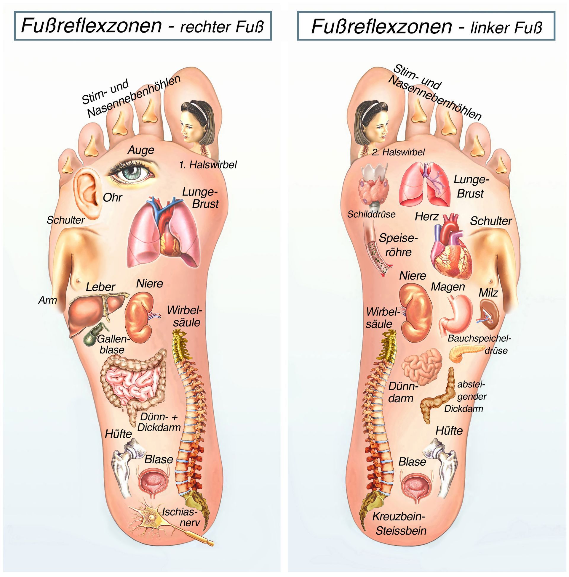 Schematische Zeichnung Fußreflexzonen