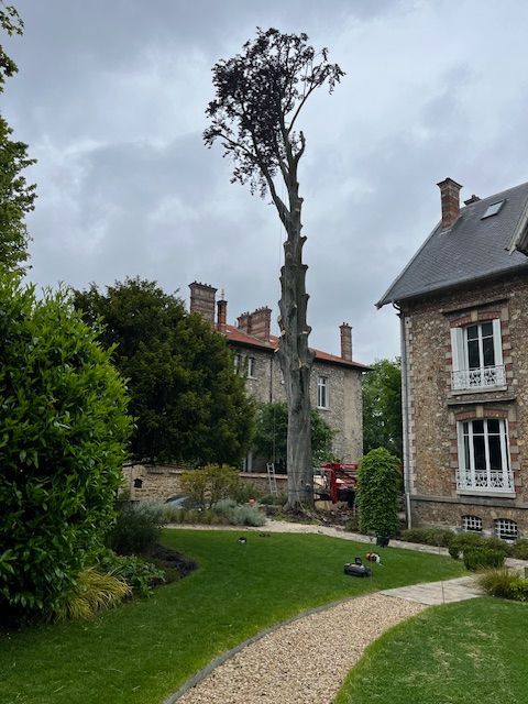 Début de l'élagage d'un arbre