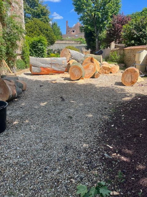 Plusieurs morceaux du tronc de l'arbre élagué
