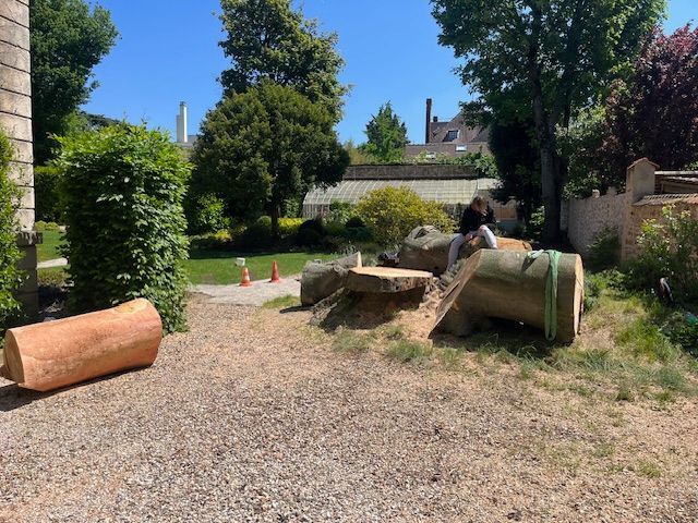 Morceaux du tronc de l'arbre coupés par terre