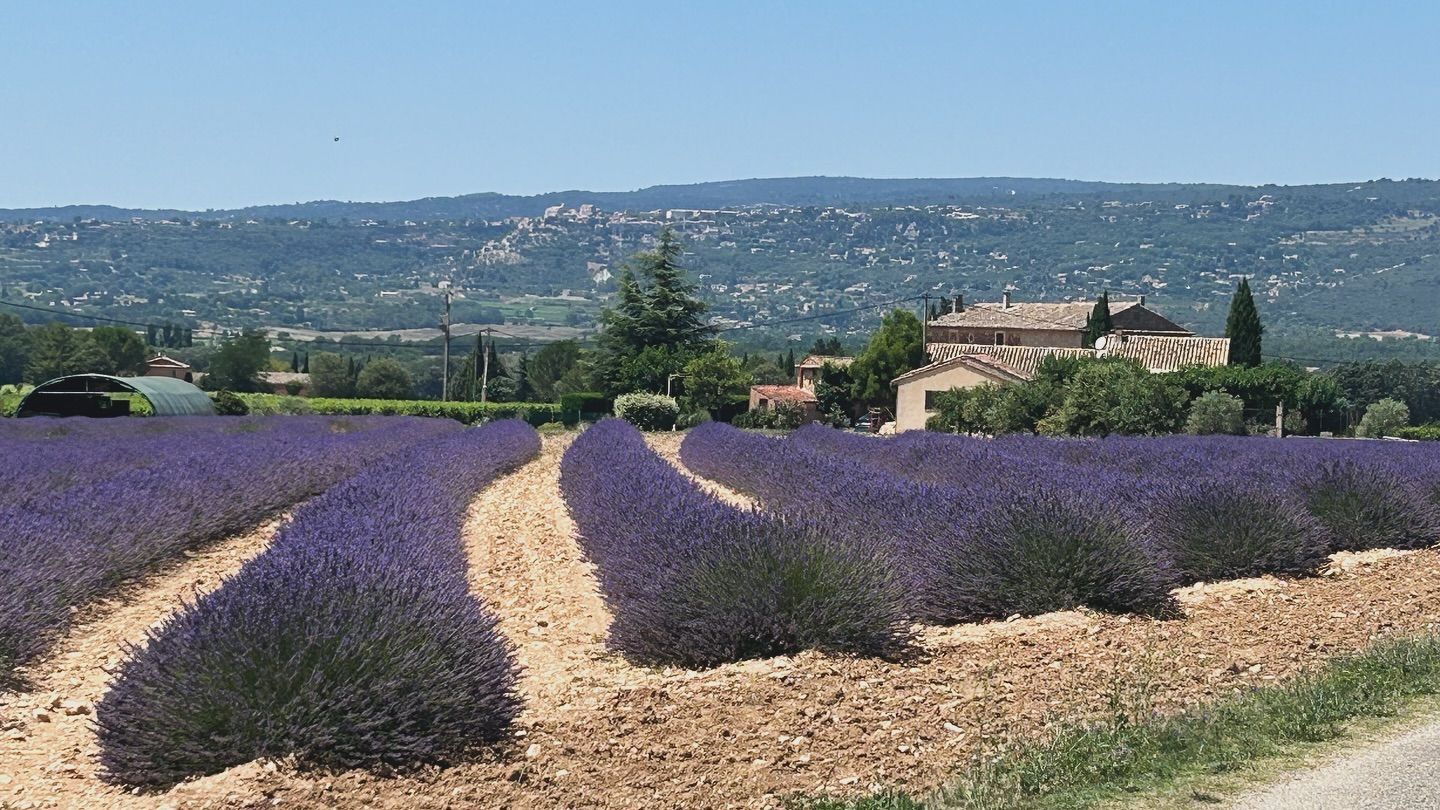 Un champ de lavande dans le Luberon