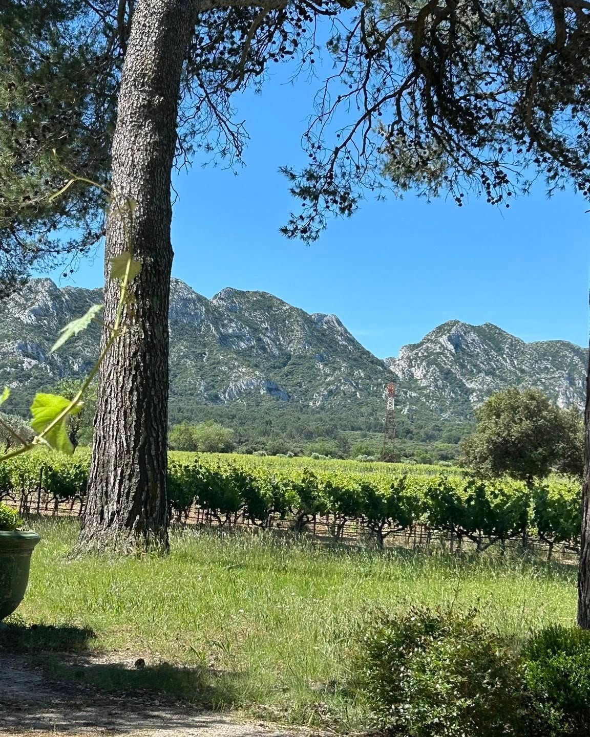 Un paysage et des vignes dans les Alpilles
