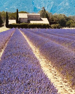 Un champ de lavandes mène à une vieille bâtisse