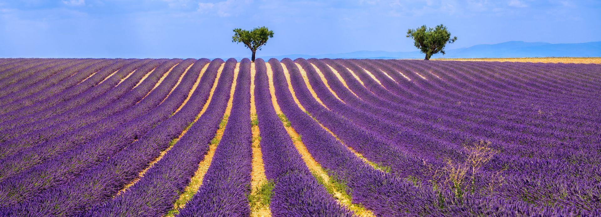 Un champ de lavandes violettes traversé par un sentier étroit menant à un village verdoyant perché sur une colline, sous un ciel bleu.