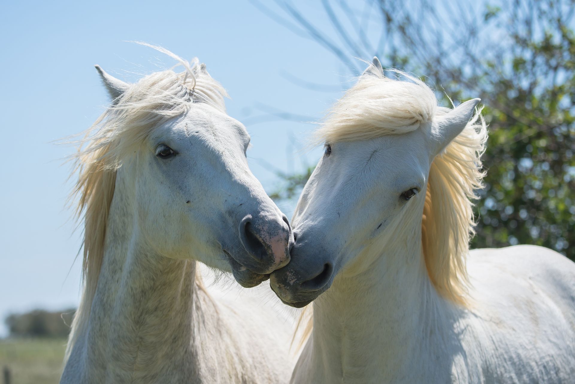 Quatre chevaux blancs galopent le long d'une plage.