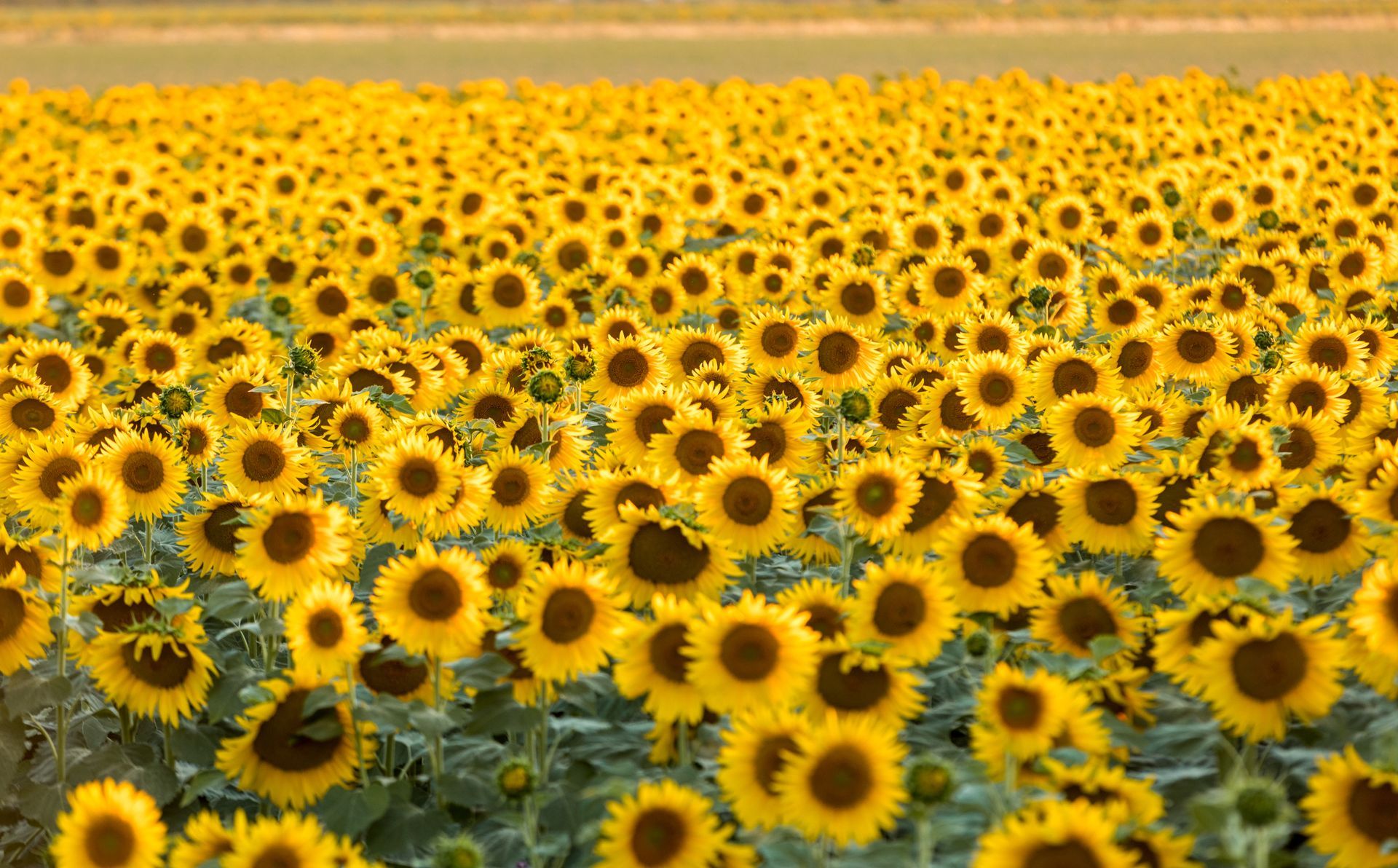 Un champ de tournesols