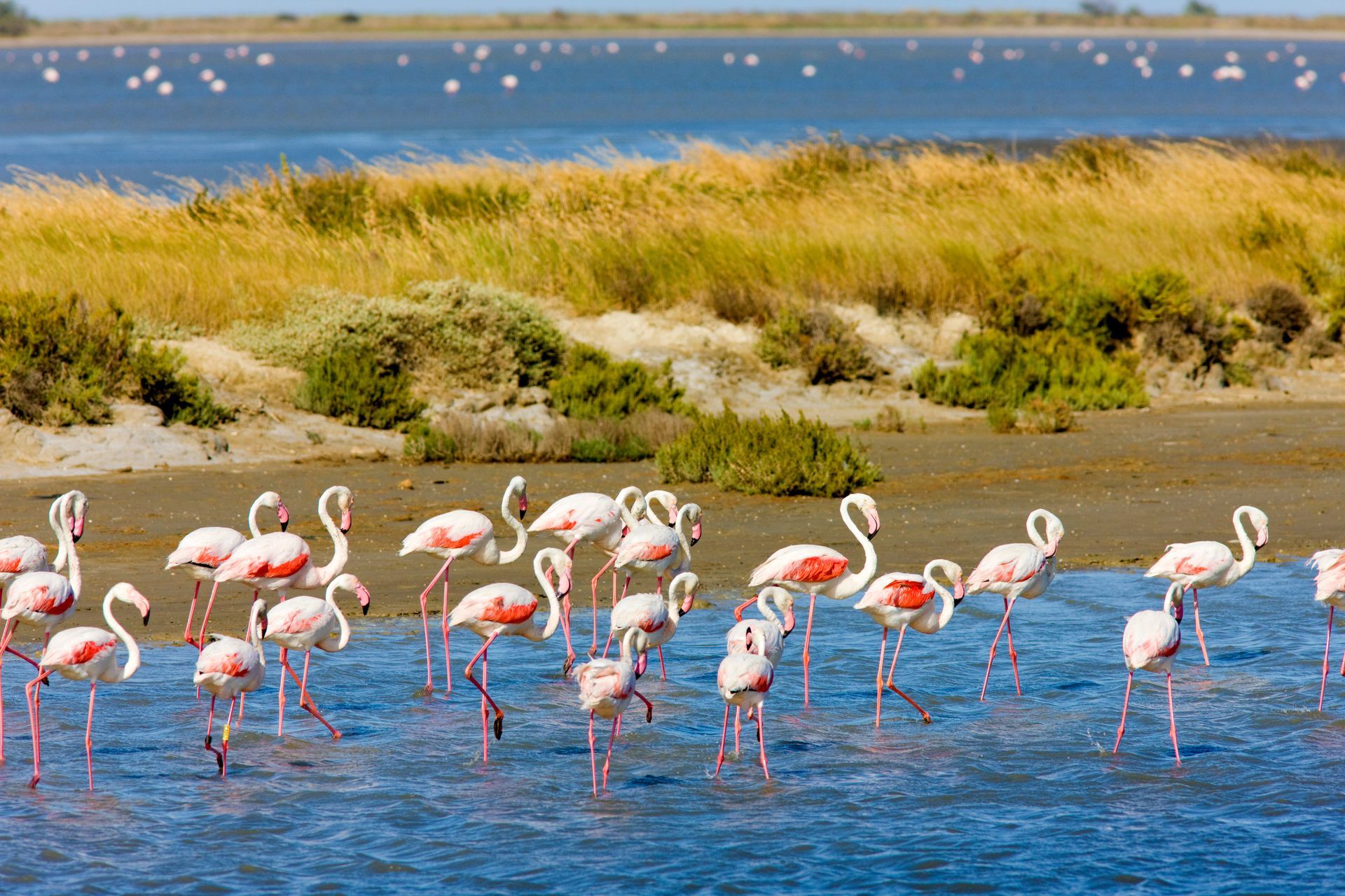 Des flamants roses avec un rivage et des oiseaux en arrière-plan au loin.