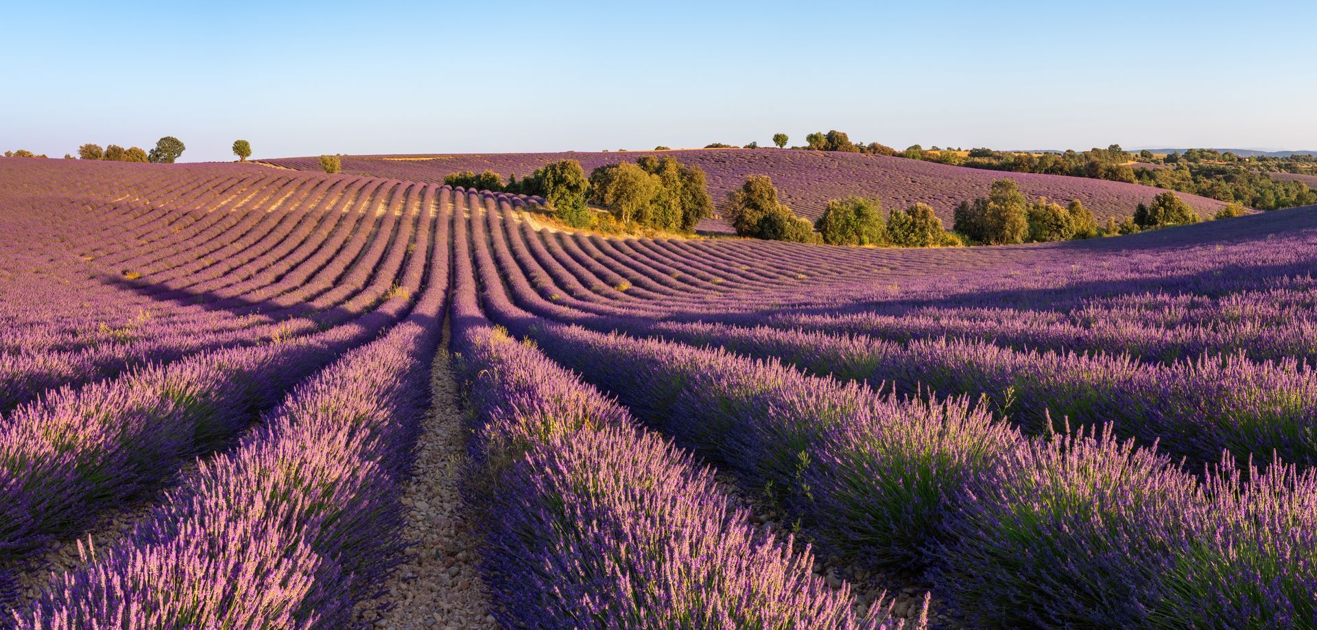 Des rangées de lavandes violettes s'étendent jusqu'à une montagne sous un ciel clair.