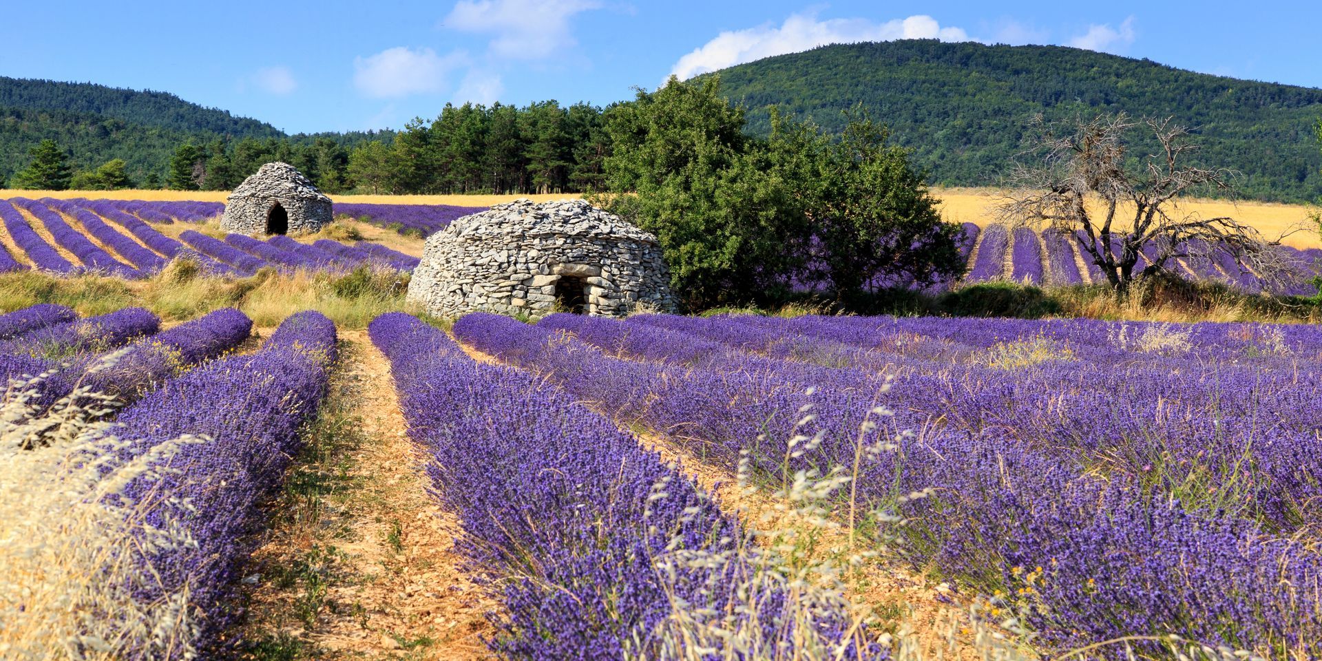 Des champs de lavandes violettes avec une petite construction en pierre et des collines sous un ciel clair