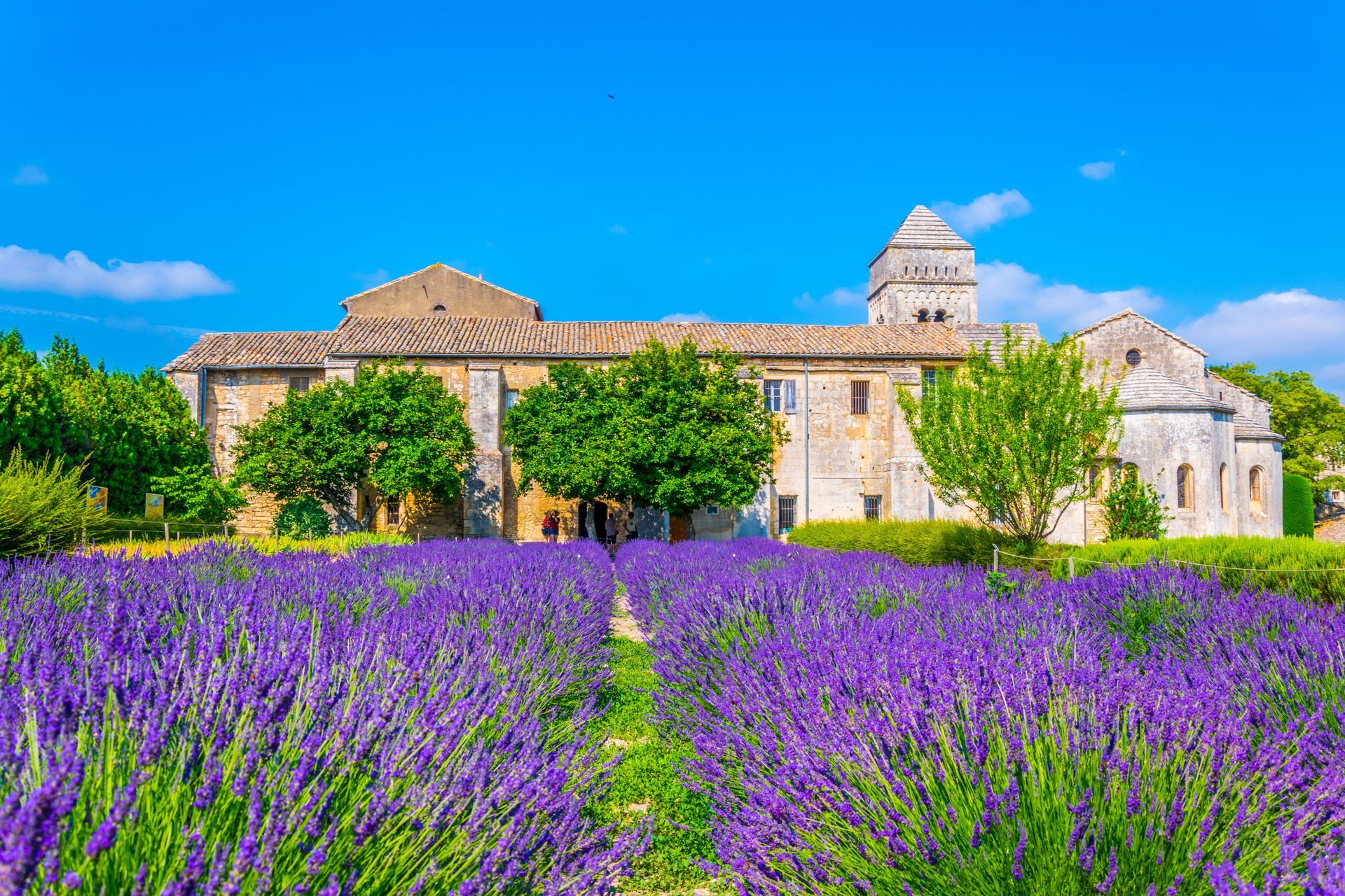 Champ de lavandes au monastère de Saint-Paul-de-Mausole.