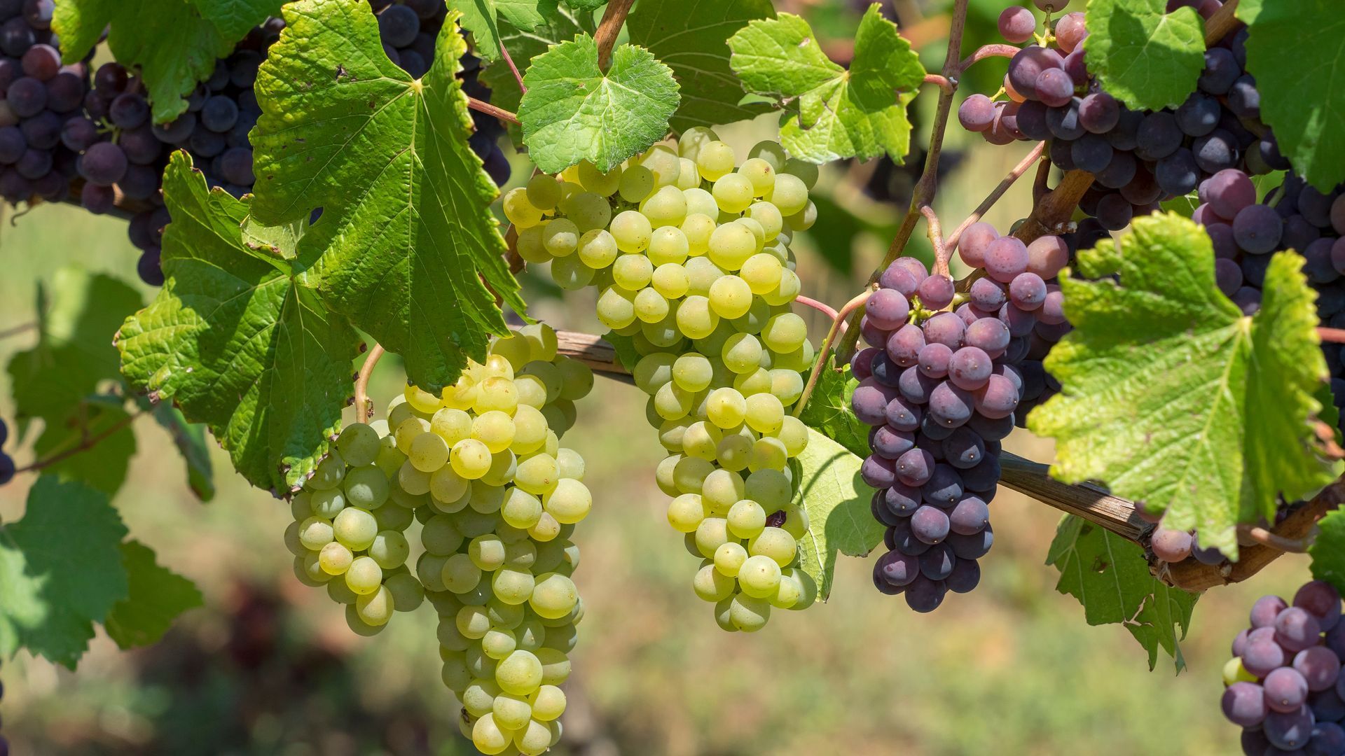 Des grappes de raisins pendent à une vigne.