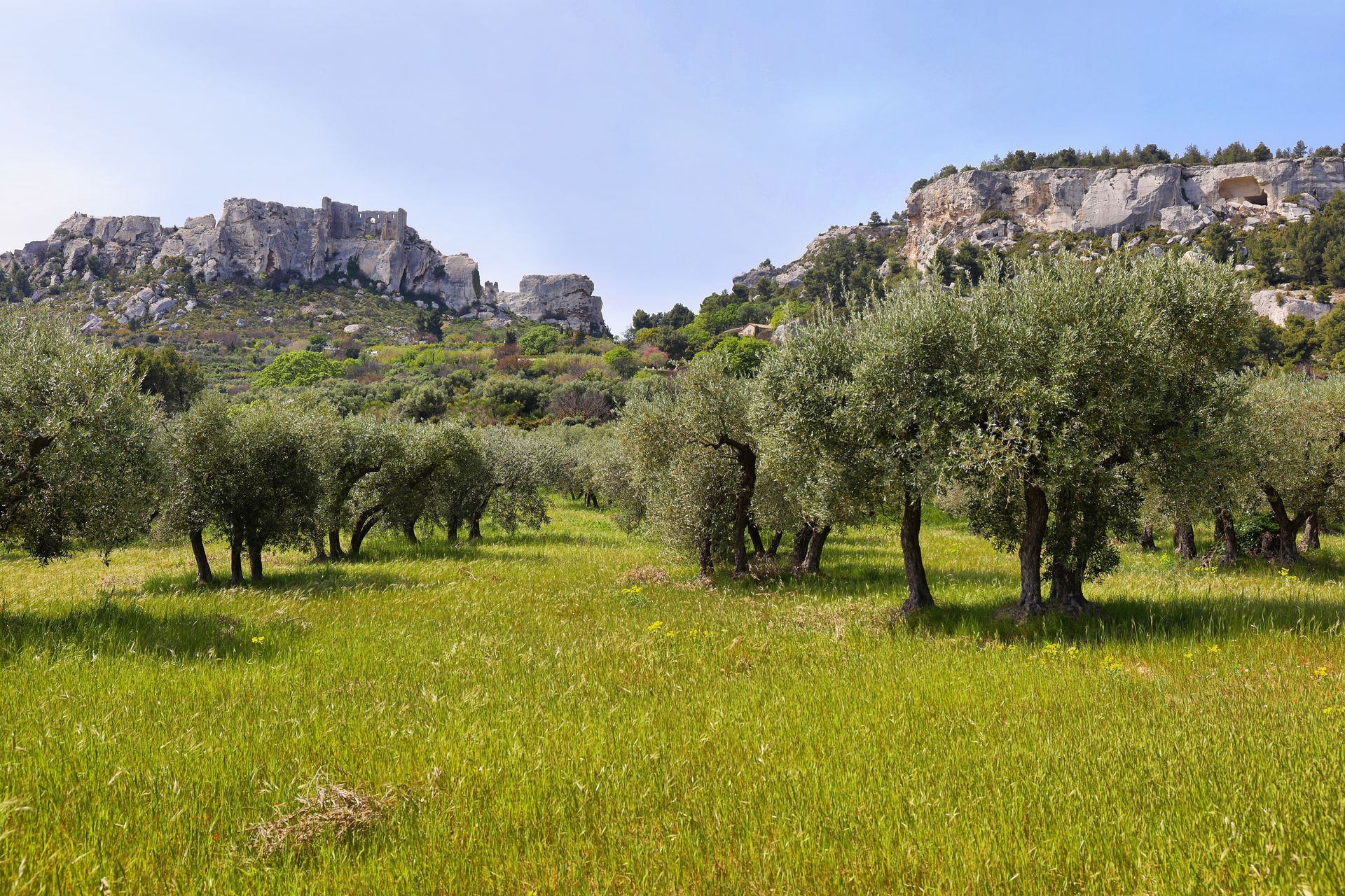 Des oliviers près du village des Baux-de-Provence
