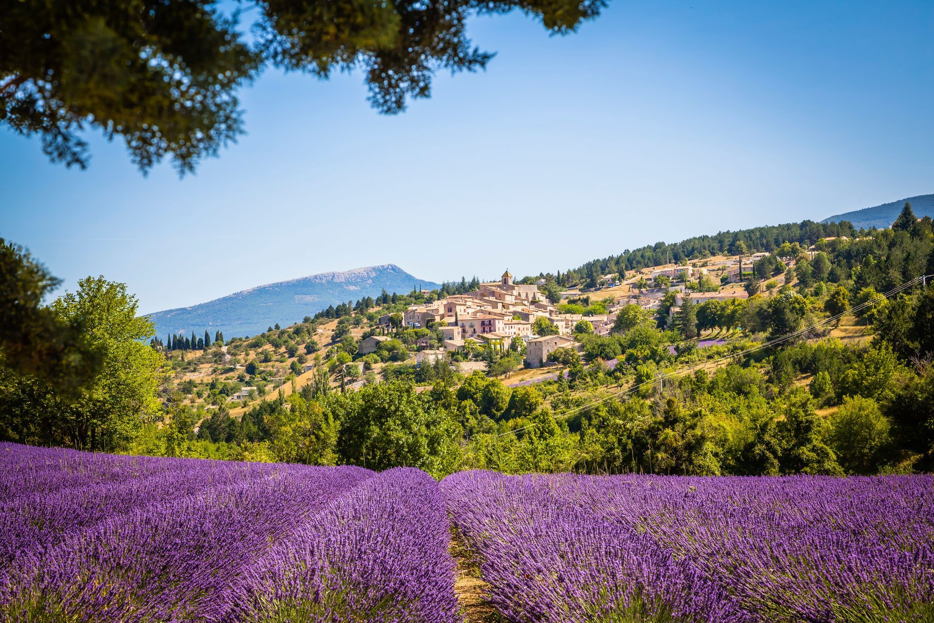 Champ de lavandes en fleurs, village à flanc de colline, arbres verdoyants et montagnes bleues sous un ciel dégagé
