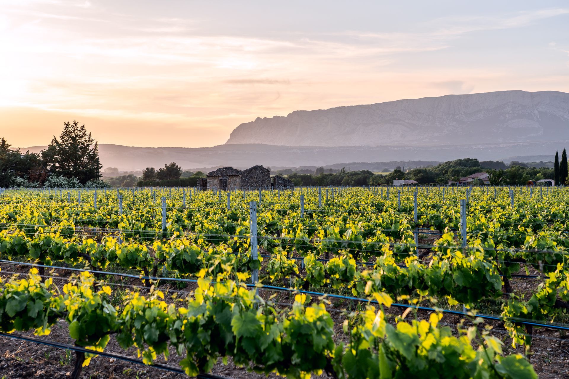 Des rangées de vignes ensoleillées, avec des ceps verts et une montagne au loin au lever du soleil