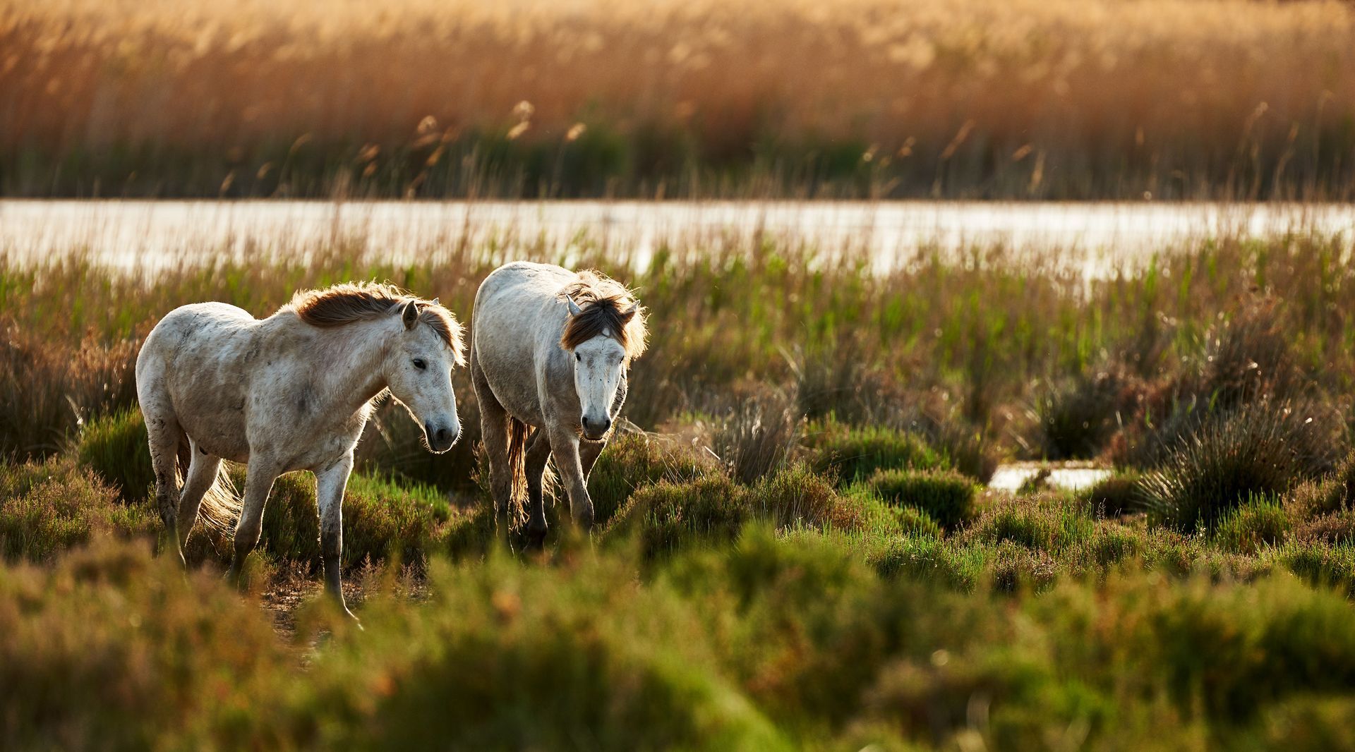 Deux chevaux blancs dans un champ d'herbes hautes.