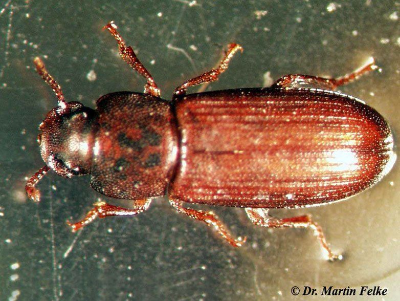 Amerikanischer Reismehlkäfer