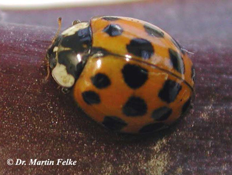 Asiatischer Marienkäfer