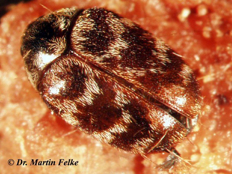 Australischer Teppichkäfer