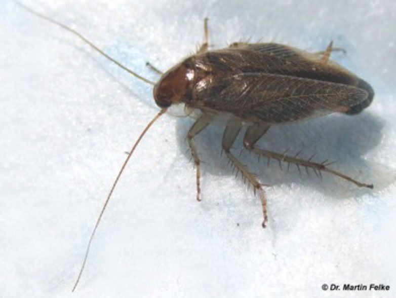 Bernstein Waldschabe