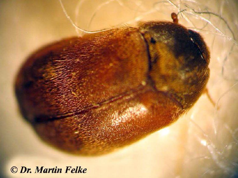 Brauner Pelzkäfer