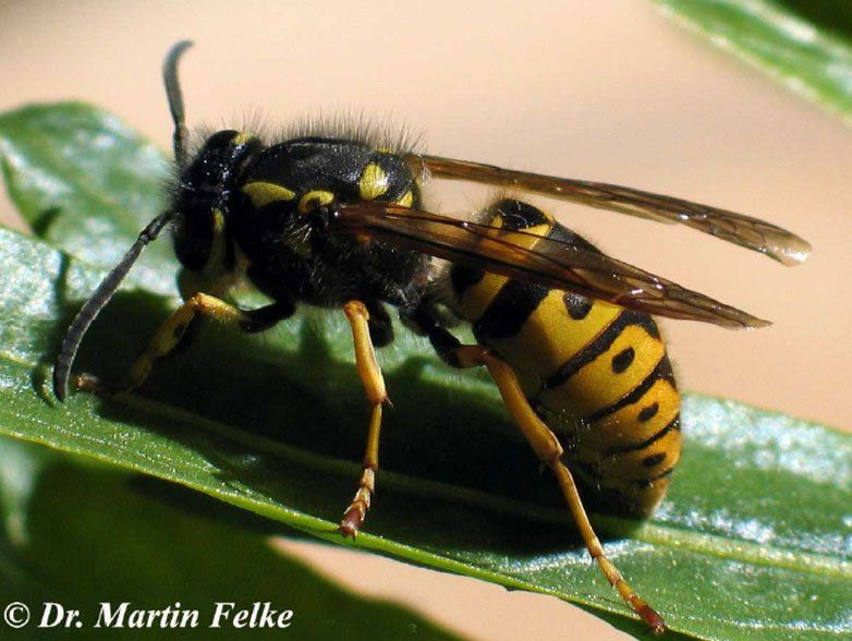 Deutsche Wespe