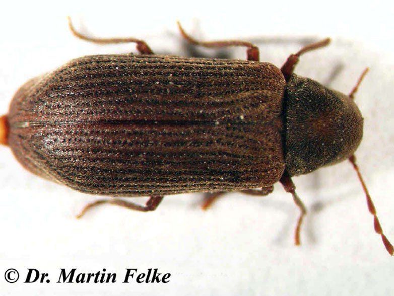 Gemeiner Nagekäfer
