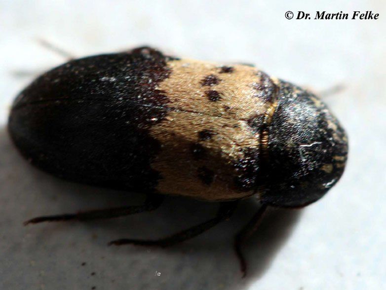 Gemeiner Speckkäfer