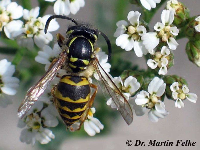 Gewöhnliche Wespe