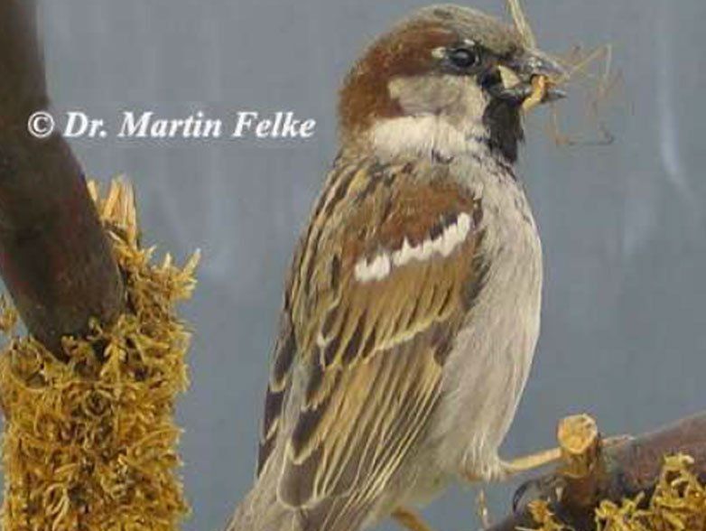 Haussperling