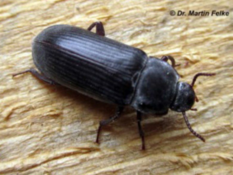 Mehlkäfer