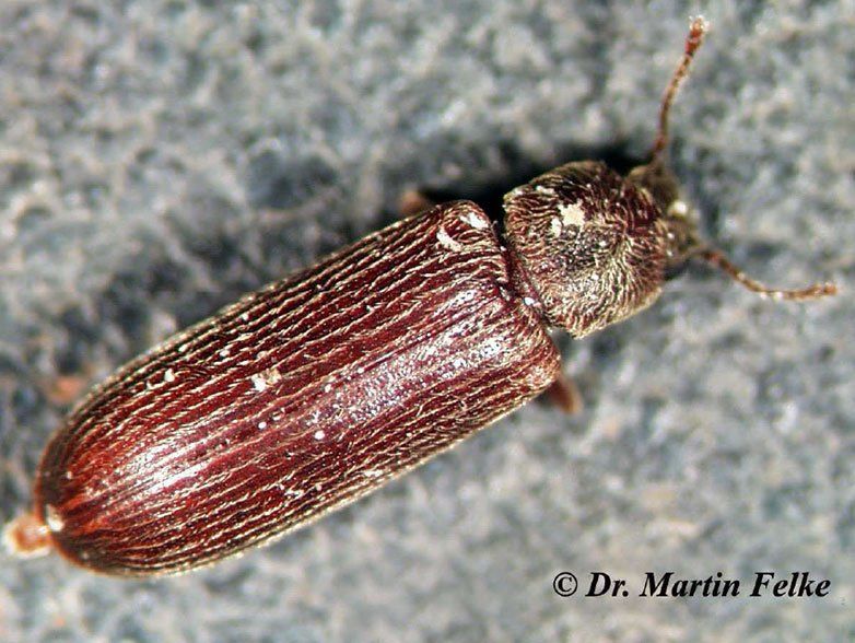 Nordamerikanische Splintholzkäfer