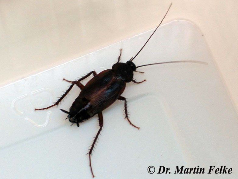 Orientalische Schabe