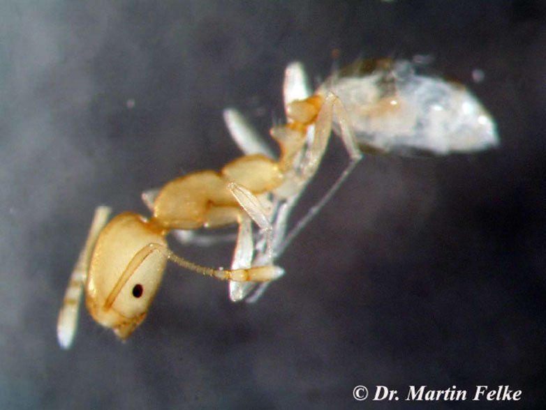 Orientalische Schabe