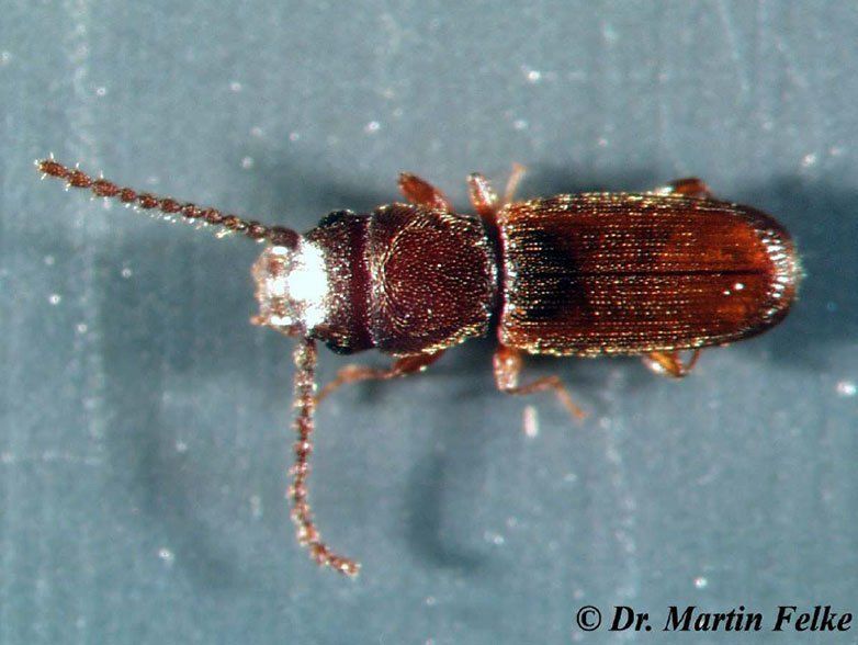 Rotbrauner Leistenkopfplattkäfer