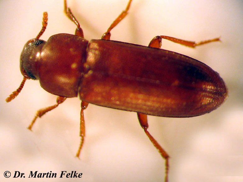 Rotbrauner Reismehlkäfer